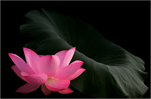 Lotus Flower and the Leaf - IMG_8697 - , ハスの花, 莲花, گل لوتوس, Fleur de Lotus, Lotosblume, कुंद, 연꽃, by Bahman Farzad