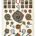 011-Letra Q-Owen Jones Alphabet 1864- Copyright © 2010 Panteek.  All Rights Reserved