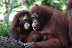 紅毛猩猩，圖片來源：chem7