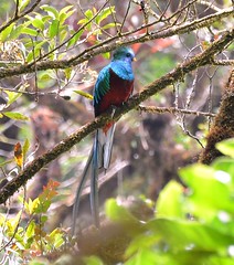 Costa Rica - other bird life 2011