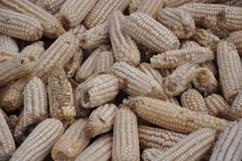 Maize contaminated with aflatoxin