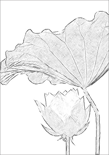 Sketch of Lotus Flower and Leaf