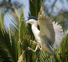 Bayland birds 2008