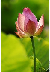 lotus water lilies 荷，蓮