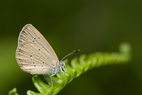 Zizina otis lampa (Lesser Grass Blue) butterfly DSC_9402 copy