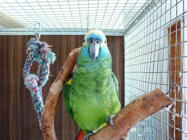 Blue fronted Amazon parrot
