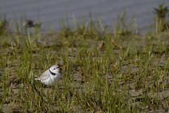 20110507 - Wing Island Birds