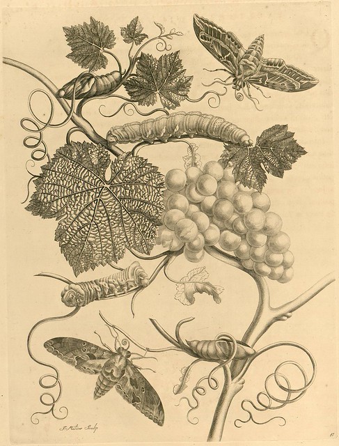 caterpillar and moth book illustrations