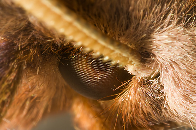 Furry moth eye!