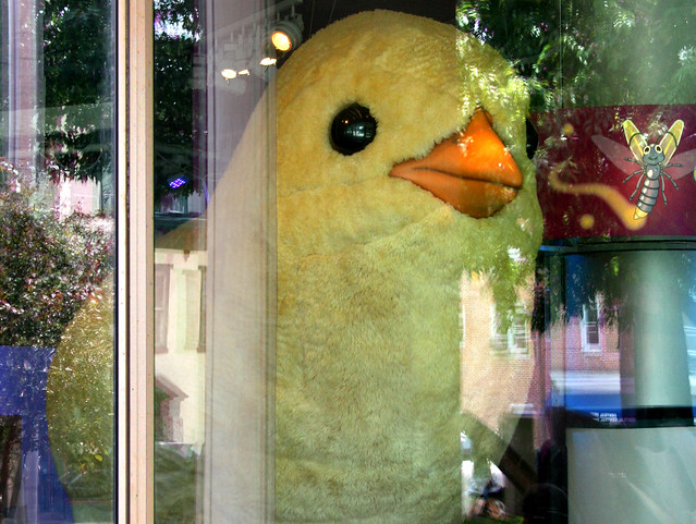 Big Chick Take a look at the image in the large or the original size view