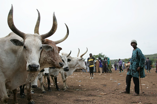 Livestock market in Mali