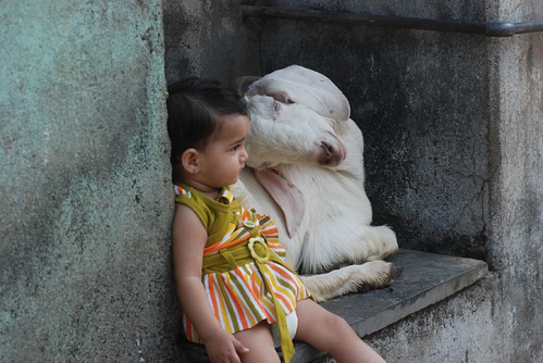 Marziya Shakir and Goat by firoze shakir photographerno1