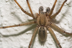 Macro - Aranhas / Spiders