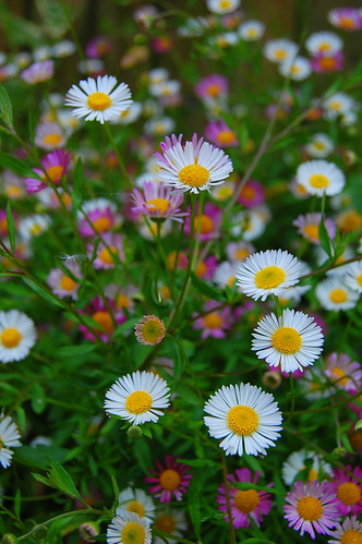 daisy flower pictures