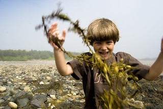 Seaweed Attack!!
