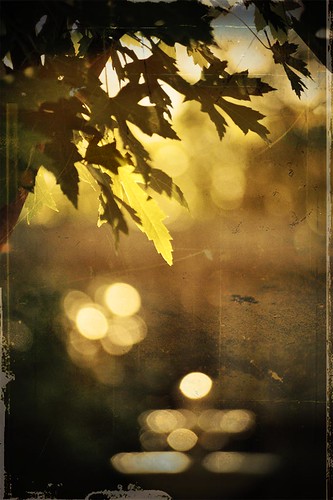 "Early morning hath gold bokeh in its mouth."  Ben Frank Lens