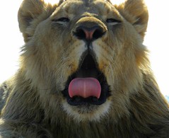 Sleepy Female Lion, South Africa by JenvanW