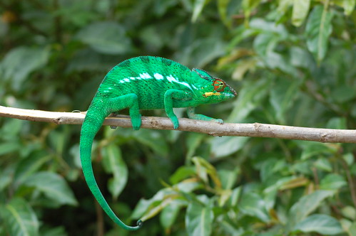 Madagascar chameleon Dec 07 No 1