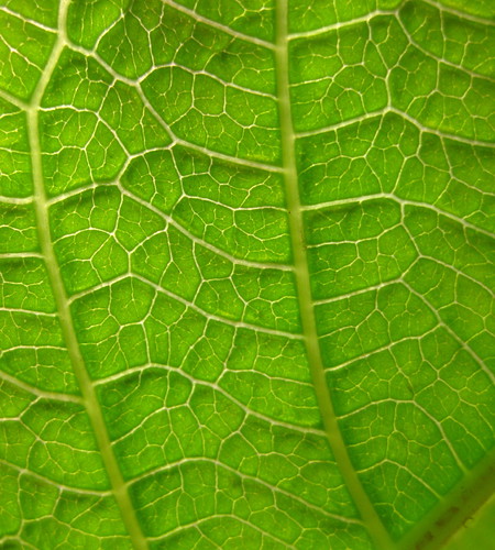 Image of Jatropha hybrid - Leaf detail (129 DAS)