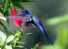 Beija-Flores (Hummingbirds)