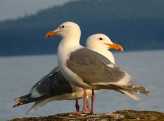 gulls & shorebirds