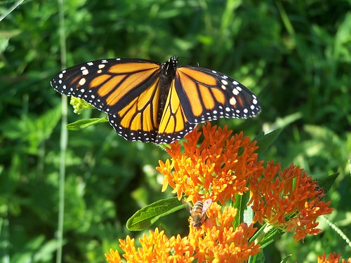 Monarch Butterfly 2 by paynehollow