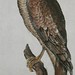 matth merian 1657 falco 2