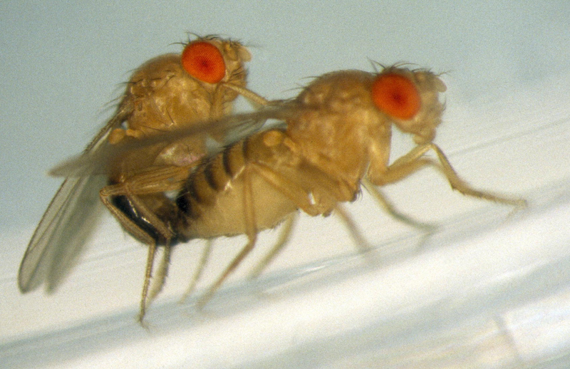 06 Drosophila melanogater Mating