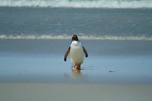 Gentoo Penguin coming in from the Ocean