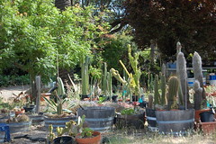 Ruth Bancroft Garden 2