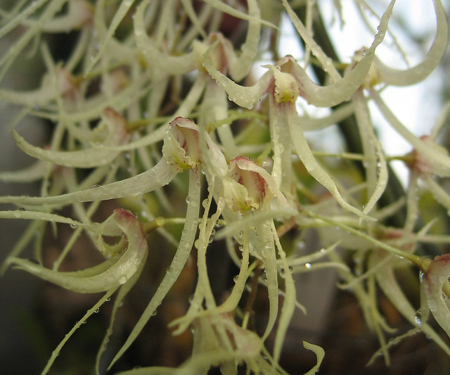 Dendrobium x grimesii (teretifolium var. fasciculatum x linguiforme var. nugentii)