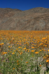 Windflowers of the Anza-Borrego desert