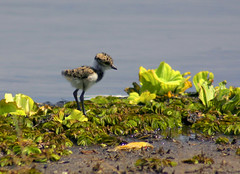 Pássaros da represa de Guarapiranga - SP