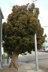 San Francisco Flora