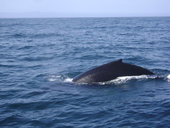 Humpback whales / Baleines à bosse