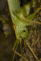 Orthoptera - Grasshoppers & Crickets