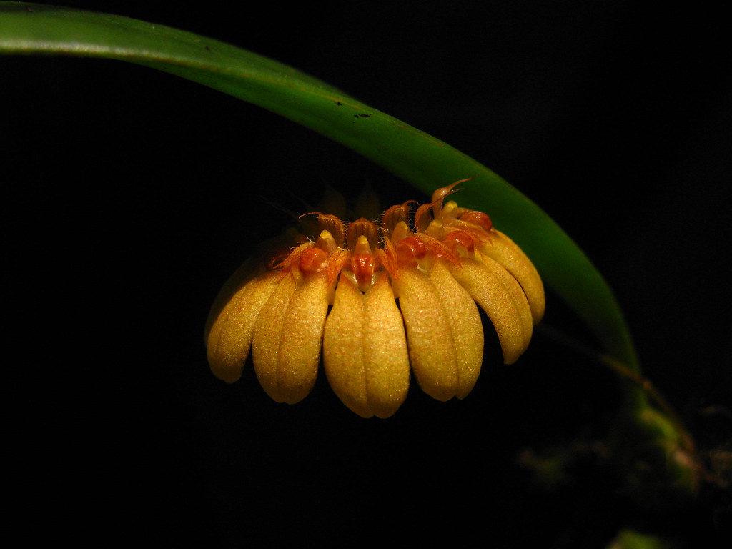 Bulbophyllum noid