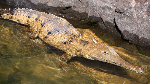 Freshwater crocodile in Katherine Gorge
