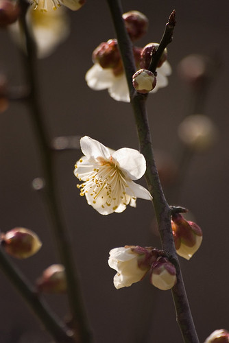 Plum blossoms 03 by Sakura0213