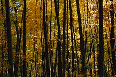 Backyard Woods 2 - Fall 2008