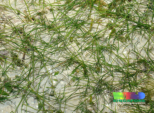 Needle seagrass (Halodule uninervis)
