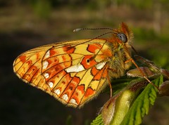 Butterflies UK