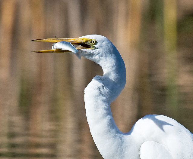 Great Egret with Fish.