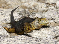 Reptiles of Galapagos