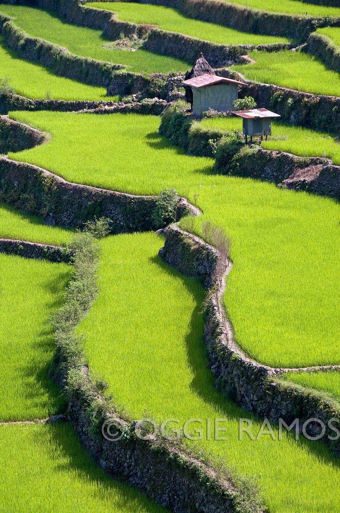 Batad - Amphitheater Undulating Greens