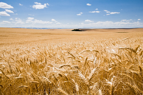 Oregon Wheat Fields (#23 of 25)