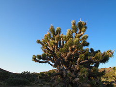 Mojave National Preserve 5.2011