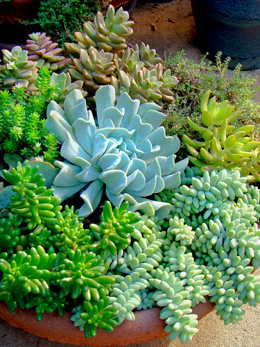 Mixed succulents by mondomuse