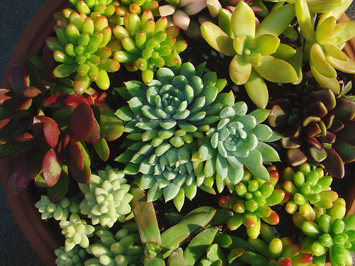 Succulents for the holidays by mondomuse