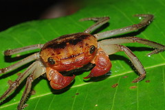 Crustacea (Borneo)